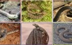 Las seis especies de escamosos identificadas en El-Wad Terrace: lución europeo, culebra cobriza, culebra bastarda, culebra de Montpellier, agama de cola espinosa y víbora palestina. Fotos: Wikimedia Commons (CC BY-SA).