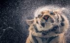 Tim Flach - Tigre de Bengala