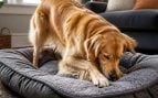 El perro rasca la cama