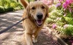 Perros que tiran de la correa