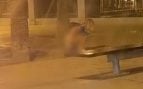 El apretón que no pudo esperar: graban a una mujer defecando en pleno Paseo Mallorca de Palma