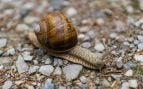 Caracol. Foto: Magnific - Wirestock