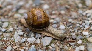 Caracol. Foto: Magnific - Wirestock