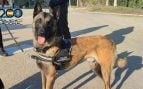 Los veterinarios coinciden en la raza de perro que necesita estimulación mental constante: «No es un animal, es una máquina»