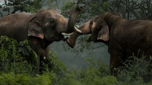 Proverbio africano