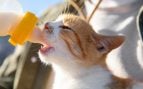 Gato pequeño bebiendo leche. Foto: Magnific