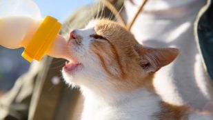 Gato pequeño bebiendo leche. Foto: Magnific