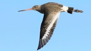 Pajo y ave en la RAE, sinónimos de pájaro, pájaro y ave no son sinónimos.