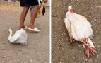 Cazan a un inmigrante ilegal en Ceuta llevándose a un ave viva en una bolsa para comérsela