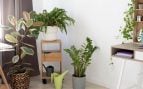 Plantas, flora, curiosidades