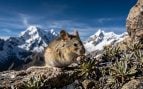 Ratón, curiosidades, naturaleza, animales