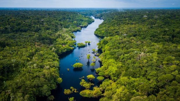 Selva amaz&oacute;nica brasile&ntilde;a.
