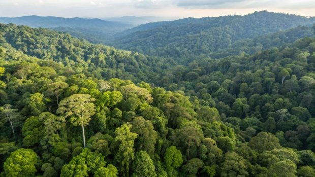 Selva tropical de Sabah (Borneo, Malasia).