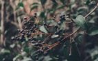 Planta invasiva