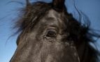 Caballo, proverbio, frase, reflexión