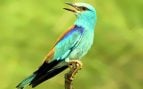 Ejemplar de carraca europea (Coracias garrulus). Foto: Zeynel Cebeci / Wikimedia Commons (CC BY-SA 4.0).