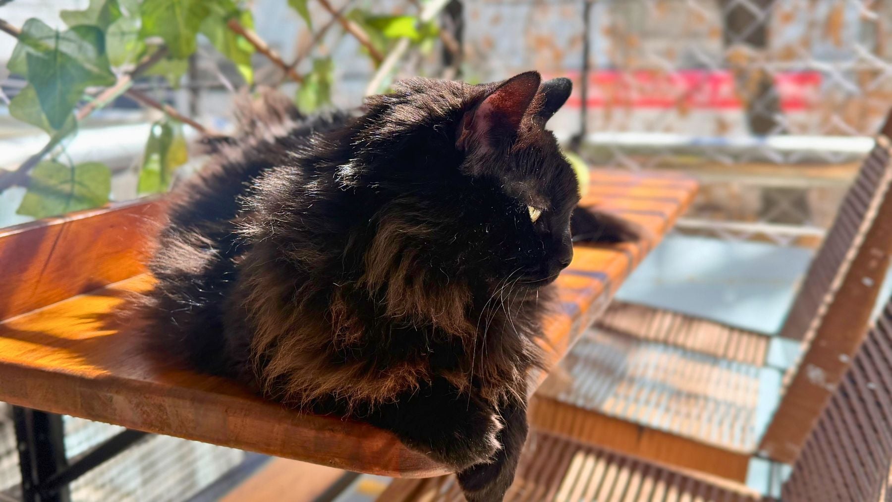 Los profesionales de la veterinaria coinciden al máximo: Los gatos negros son gatos muy familiares y gregario; se llevan bien con todo el mundo