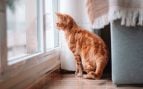 Carlos, veterinario, sobre el mejor juguete para un gato: “Está en una caja de cartón; reduce su estrés y aporta seguridad”