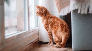 Carlos, veterinario, sobre el mejor juguete para un gato: “Está en una caja de cartón; reduce su estrés y aporta seguridad”