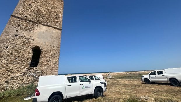 ibis eremita Iberdrola Junta de andalucía