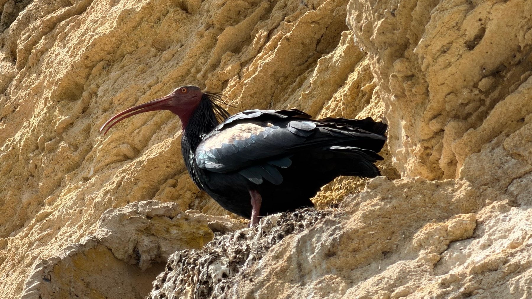 Ibis eremita (Foto: Iberdrola).