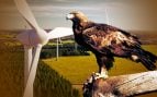 montaje-aguila-molinos