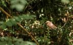 Un pájaro en el bosque. Foto: Magnific