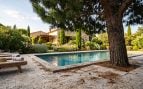 plantes pinos cerca de una piscina