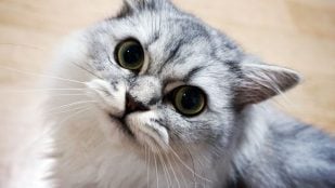 Razas de gato