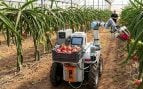 Dragonbot, robot de la UPV, recolectando pitayas maduras de forma autónoma en un invernadero