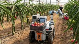 Dragonbot, robot de la UPV, recolectando pitayas maduras de forma autónoma en un invernadero