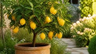 Árbol y jardines