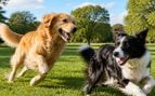 Perros corran y salten