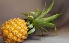 Piña