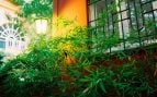 Planta invasora