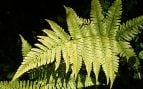 Planta, flora, curiosidades