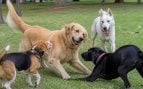 Perros más años viven