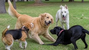 Perros más años viven