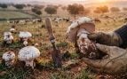 setas, agricultura, gastronomía