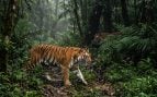 Tigre, animales, selva