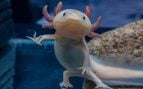El ajolote es uno de los animales más representativos de México.