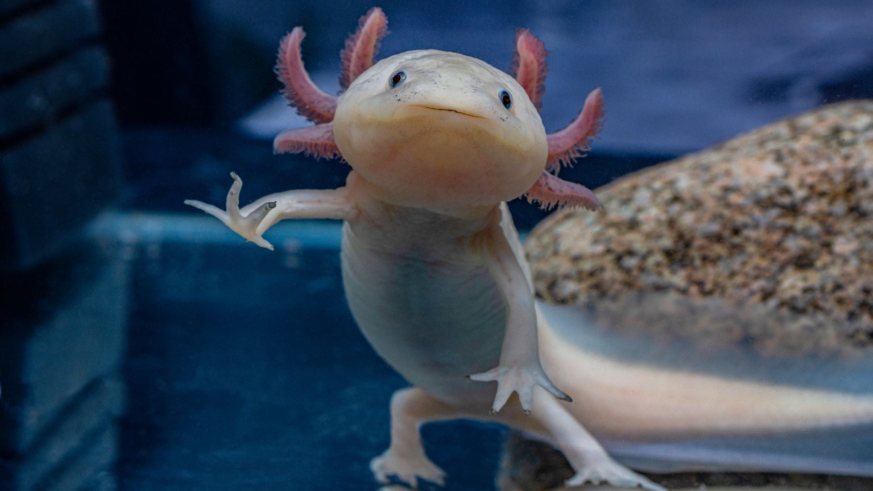 El ajolote es uno de los animales más representativos de México.