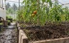Usan gel para que la agricultura sea más eficiente, gel en las plantas para ahorrar agua, experimento agrícola en Costa Rica.