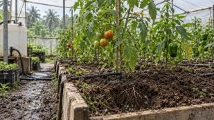Usan gel para que la agricultura sea más eficiente, gel en las plantas para ahorrar agua, experimento agrícola en Costa Rica.