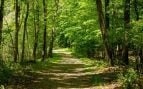 Bosque, naturaleza, árboles