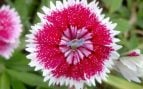 Planta, flora, curiosidades