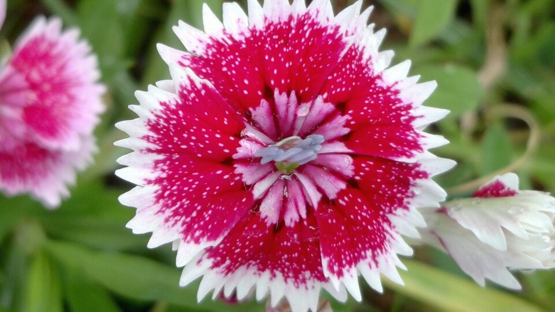 La mejor planta resistente al calor y al frío que puedes poner en tu jardín para que rebose de flores todo el año