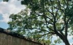 altura árbol