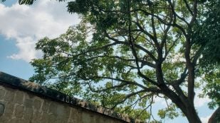 altura árbol