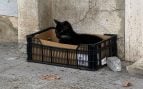 Los inmigrantes ilegales vandalizan las colonias de gatos en Ceuta: «Todo ser vivo lo cazan y a la cazuela»